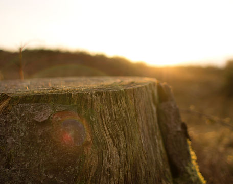 Image by Oisin Conolly