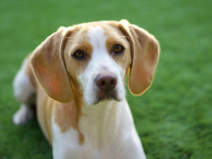 "Beagle Gezondheidstips en Zorg"