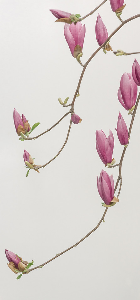 이미지 제공: Han Chenxu