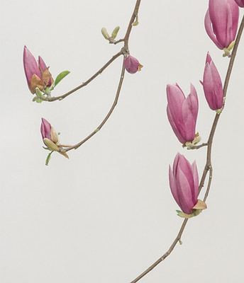 Image by Han Chenxu