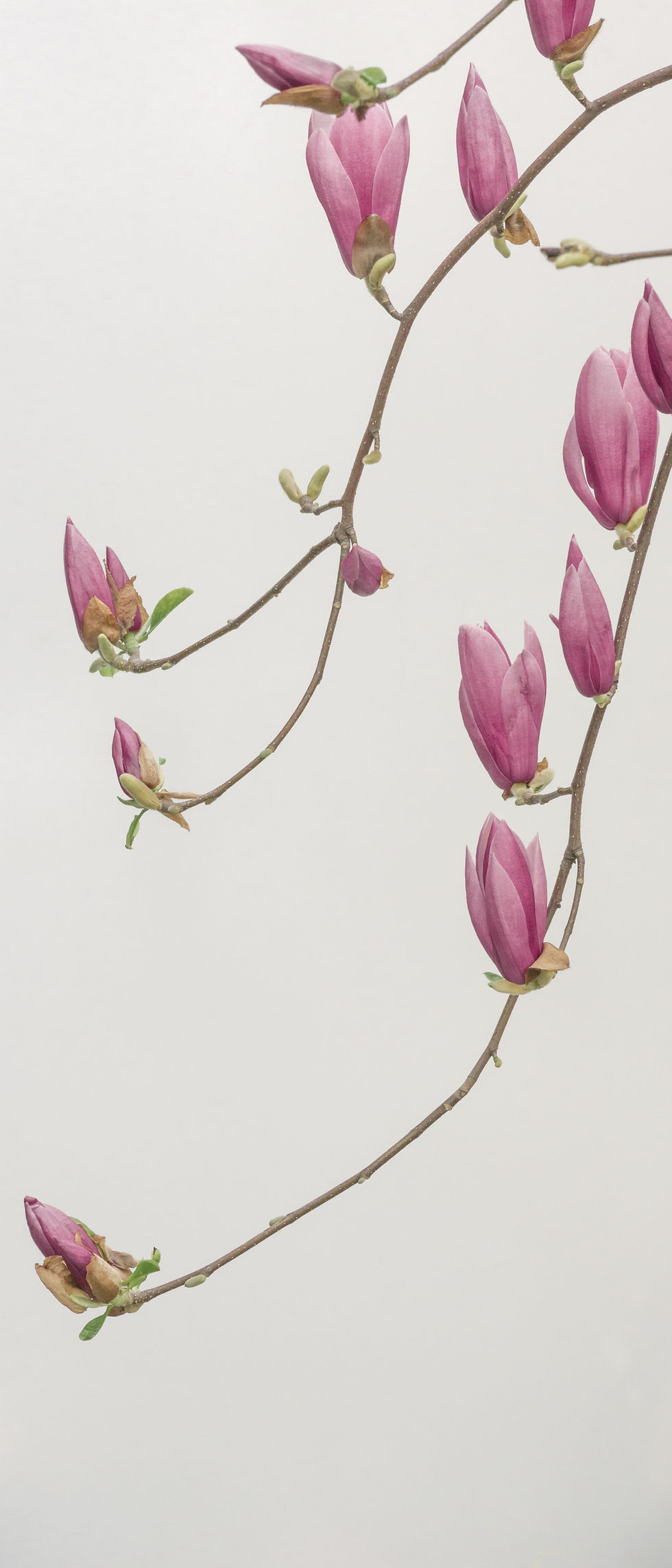 Flower (Climate Change). Shidonna Raven Garden & Cook, Soaring by Design
