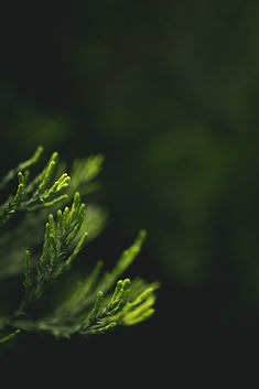 Image by Paul Green