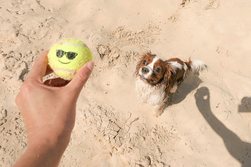Reise nach Dubai mit Hund. Tipps für Spazierrouten, Sehenswürdigkeiten und Hotels in Dubai