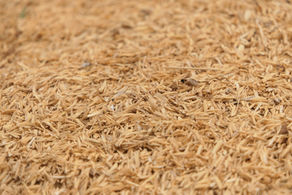 From Agro-Waste to High-Tech Innovation: Discover the Power of Colloidal Nano Silica (CNS)