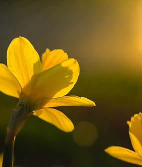 Yellow Flowers. Image by Aaron Burden