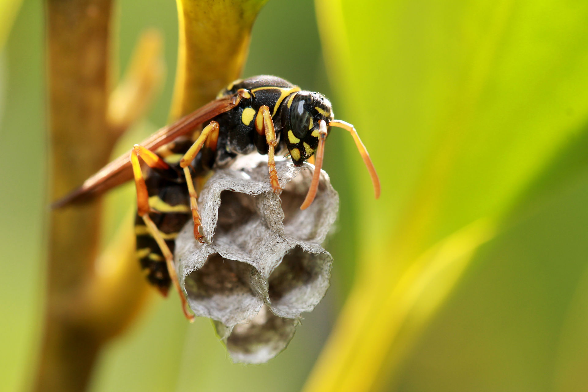 PGM & SON; The life cycle of a wasp