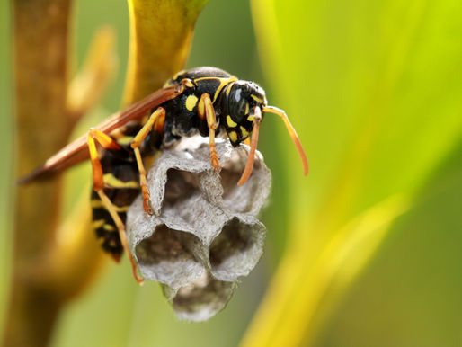 Extermination des frelons et des guêpes