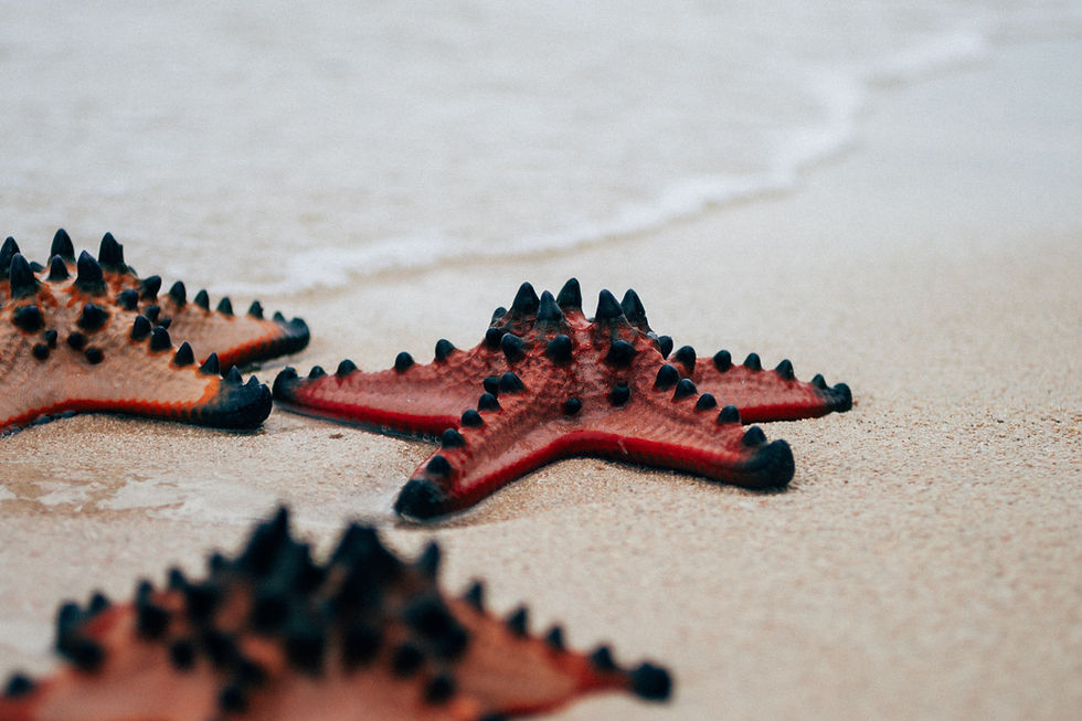 Starfish Beach na Phu Quoc: Je skutečná, nebo jen turistická past?