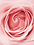 Image by Tiffany Nguyen, close up of pale pink rose