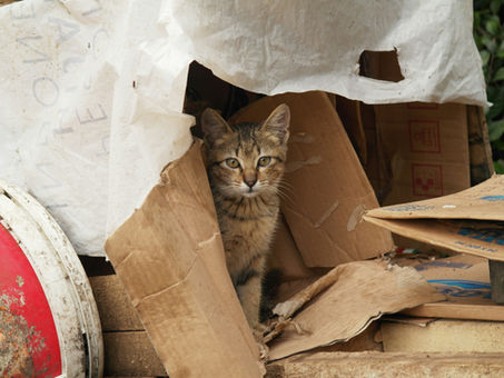 The EUs Latest Plans to Tackle Growing Packaging Waste