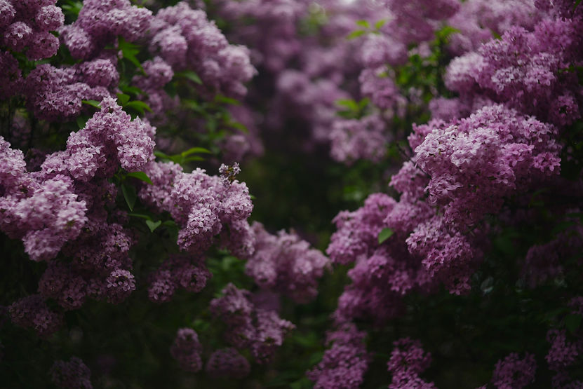 Image by Liana S