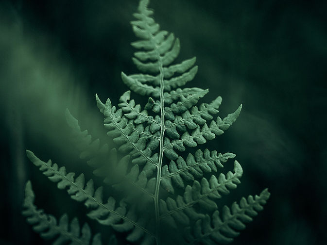 Image by Voicu Apostol