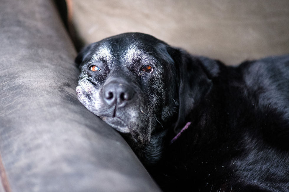 An elderly lab lying on a soft dog bed, shifting weight carefully on stiff, arthritic joints.