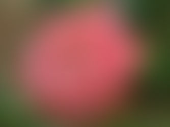 Rosa Centifolia: A Fragrant Provençal Landscape