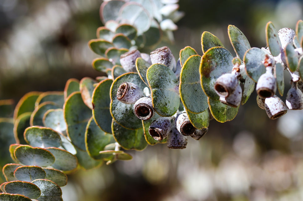 Close-up of a eucalyptus branch with green, round leaves and brown seed pods. Blurred natural background suggests an outdoor setting.