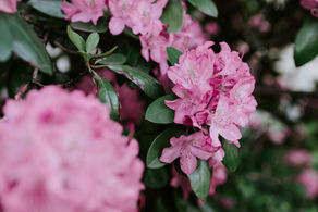 Rhododendrons thrive on the Sunshine Coast.