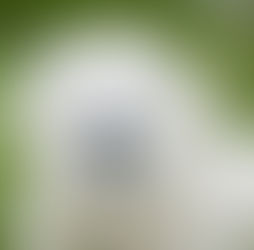 Nasenausfluss bei Hunden