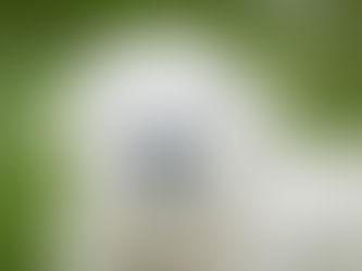 Nasenausfluss bei Hunden