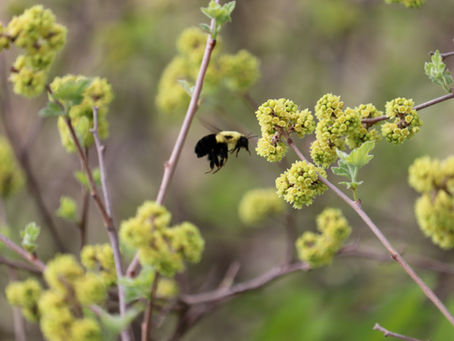Six Bees To Look Out For This Spring & Summer