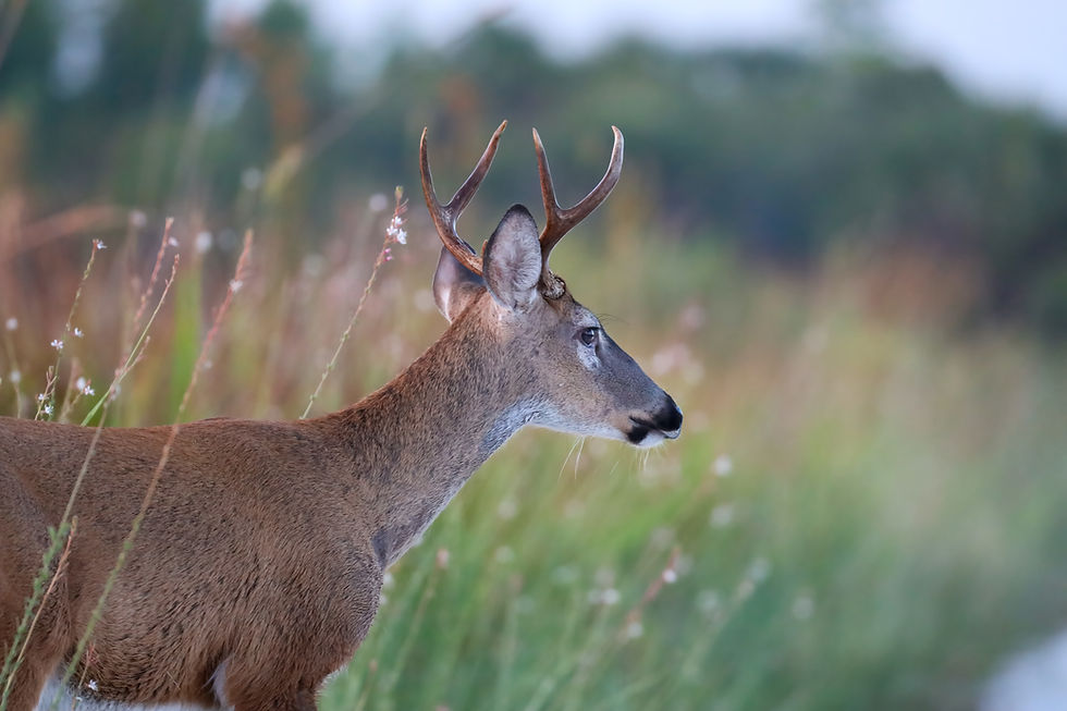 Whitetail Deer
