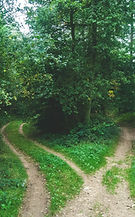 Forêt, nature, bois