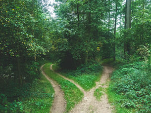 Recovery Paths Comparison