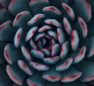 Image by Yousef Espanioly