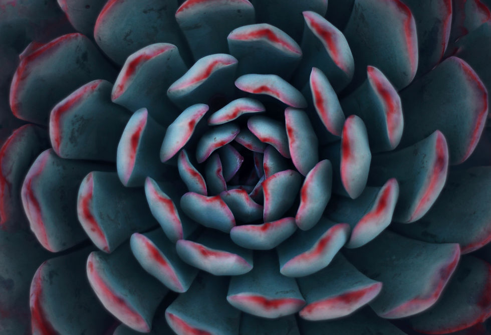 Image by Yousef Espanioly