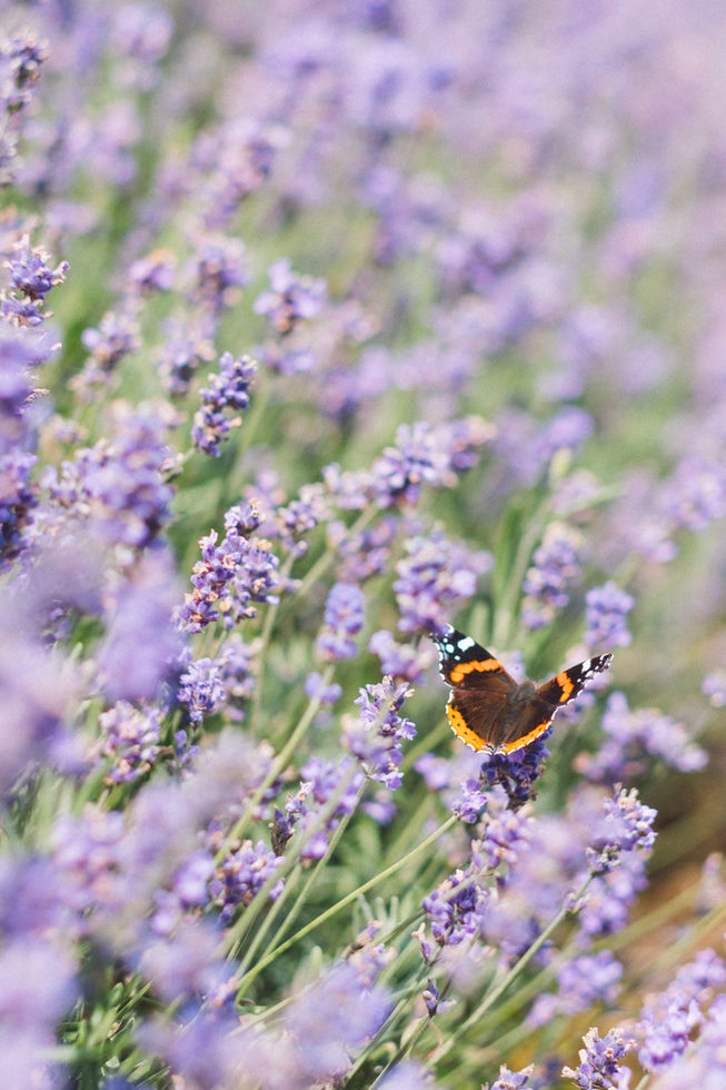 Schmetterling über Lavendelfeld: Idyllisches Naturbild