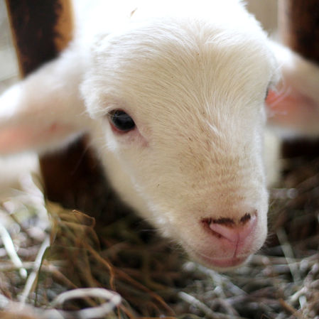 Sheep Gestation Calculator