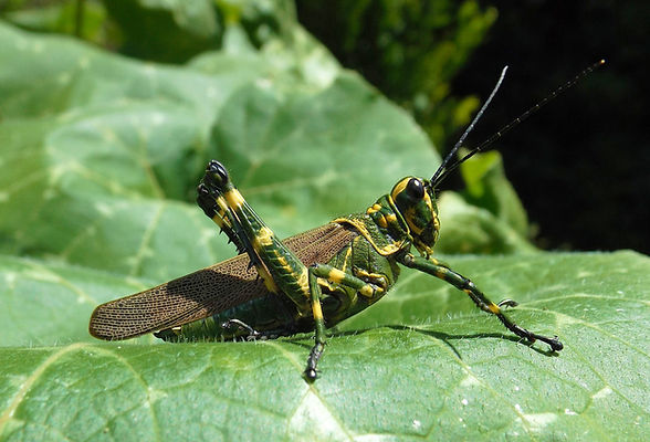locust