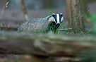 Image by Vincent van Zalinge