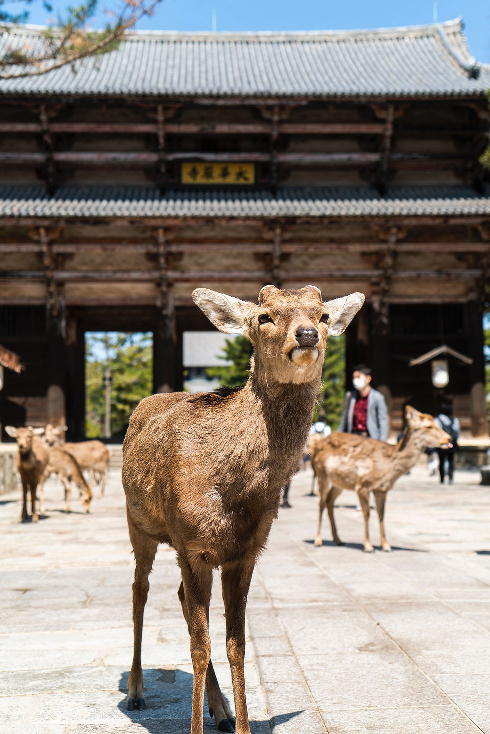 Nara Park deer