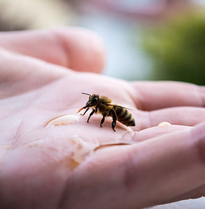 gentle honey bee in hand