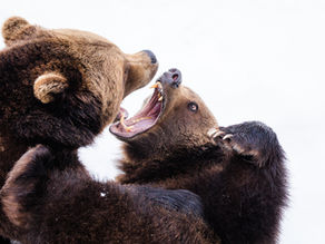 The Problem with Momma Bears