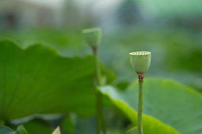 Image by J. Young Jeong