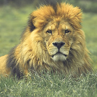 Leo (Singh)