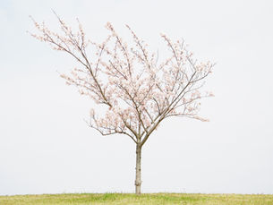 Connect the Shade