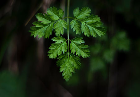 Image by Alfred Kenneally