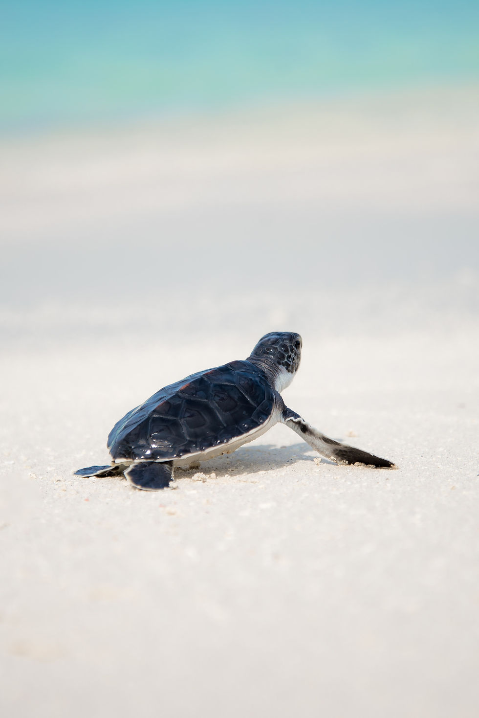Starting her journey toward the sea
