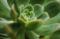 Suculenta "Echeveria Green Prince"