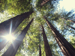 Simplistic, Complex and Simple