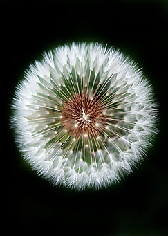Flower essence naturopathy herbalist