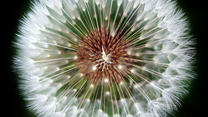 The Strategic Imperative of Organisational Maturity Assessments