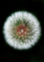 Chakra Mandala