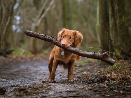 Pet Insurance Can Help Your Pocket Book In The Long Run