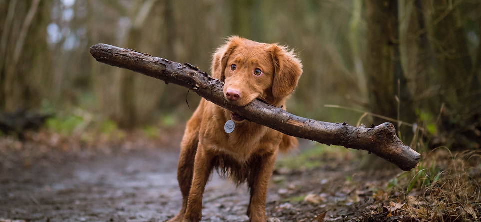 Hund im Steinwald (Camping)