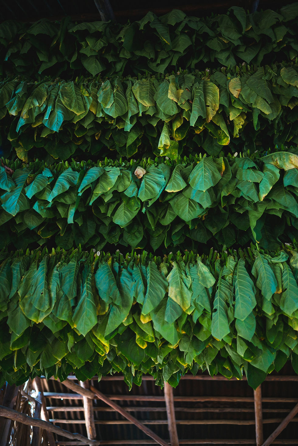 Tobacco