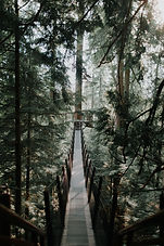 Image by Ivana Cajina
