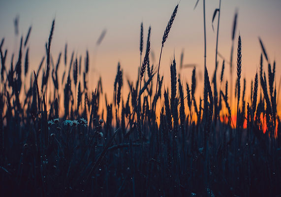 Image by Irina Iriser